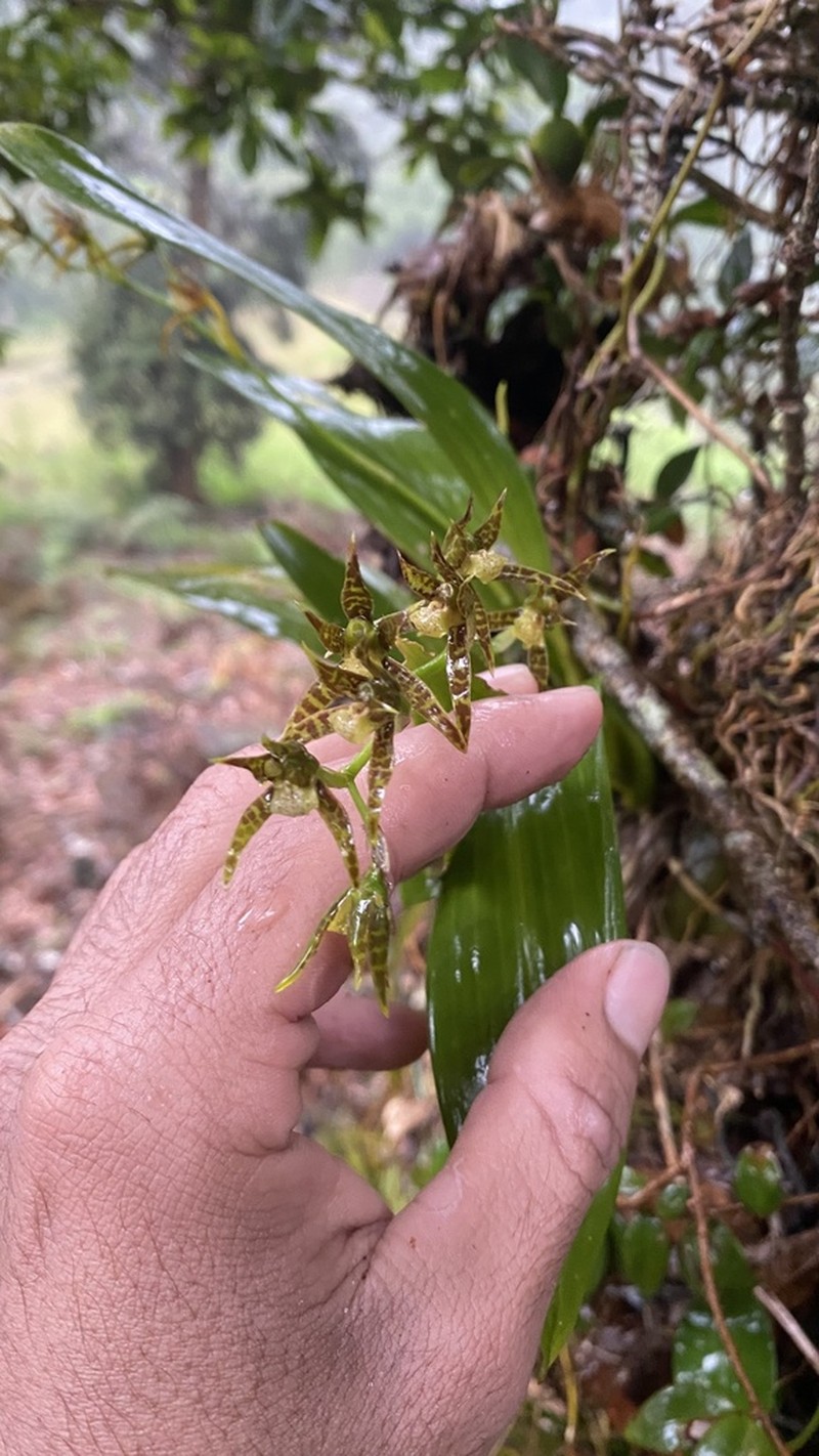 Brassia chlorops photo 3