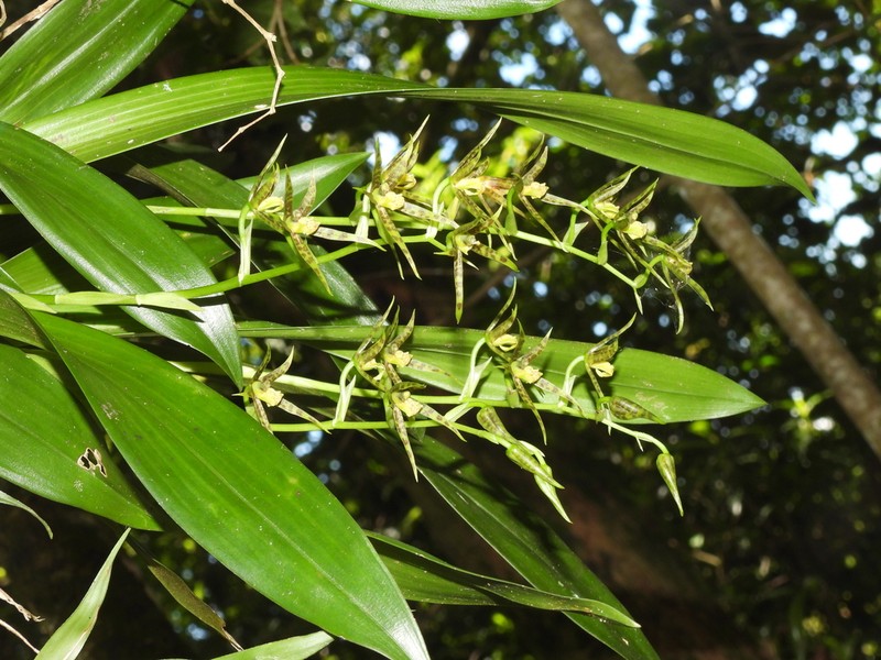 Brassia chlorops photo 4