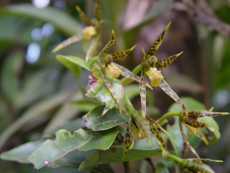 Brassia chlorops photo 5