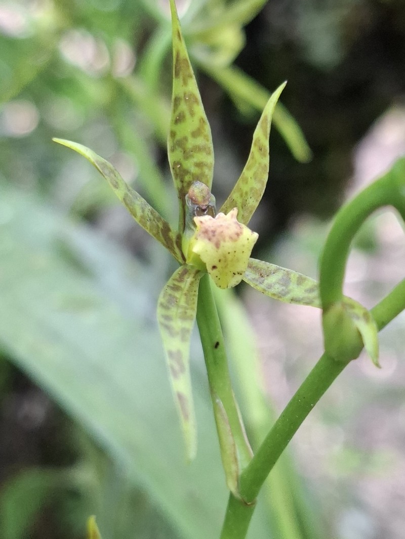 Brassia chlorops photo 6