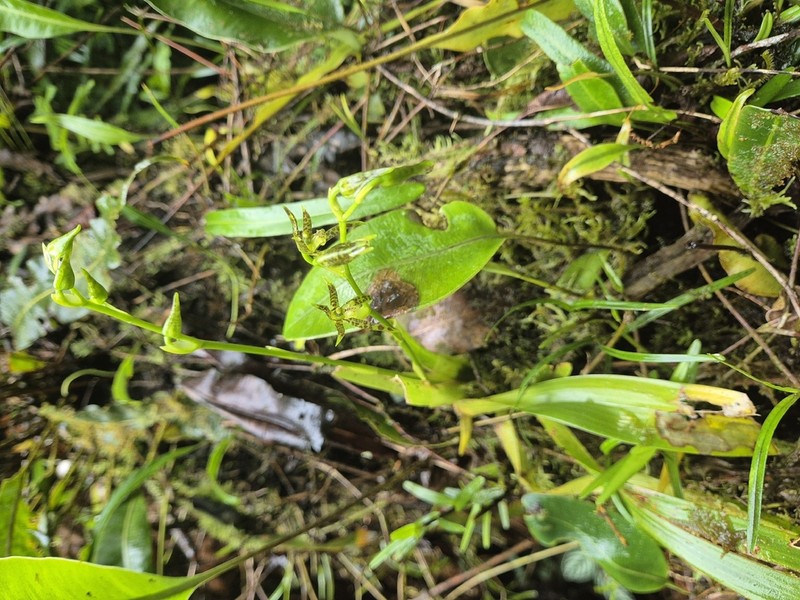 Brassia chlorops photo 7