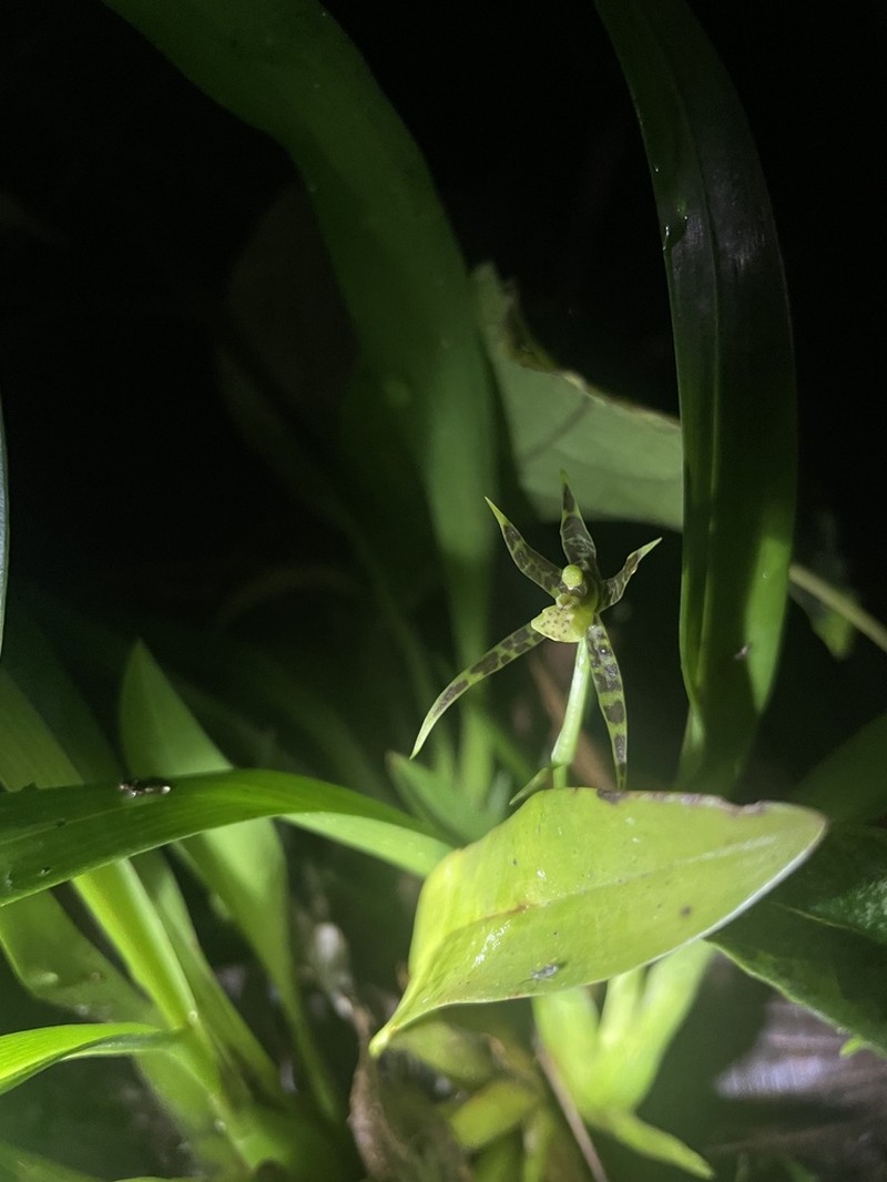 Brassia chlorops photo 8