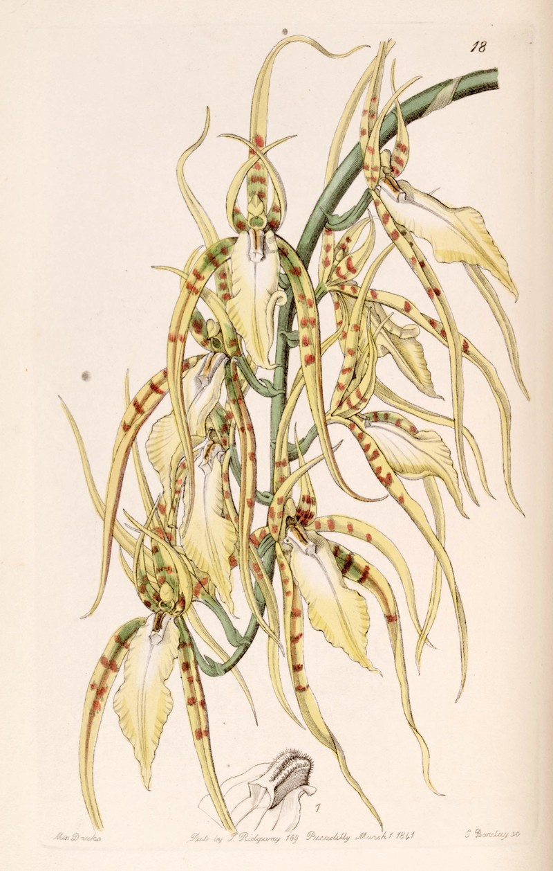 Brassia cochleata
