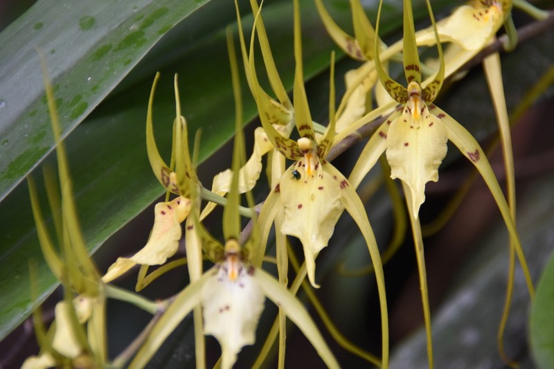 Brassia cochleata photo 2