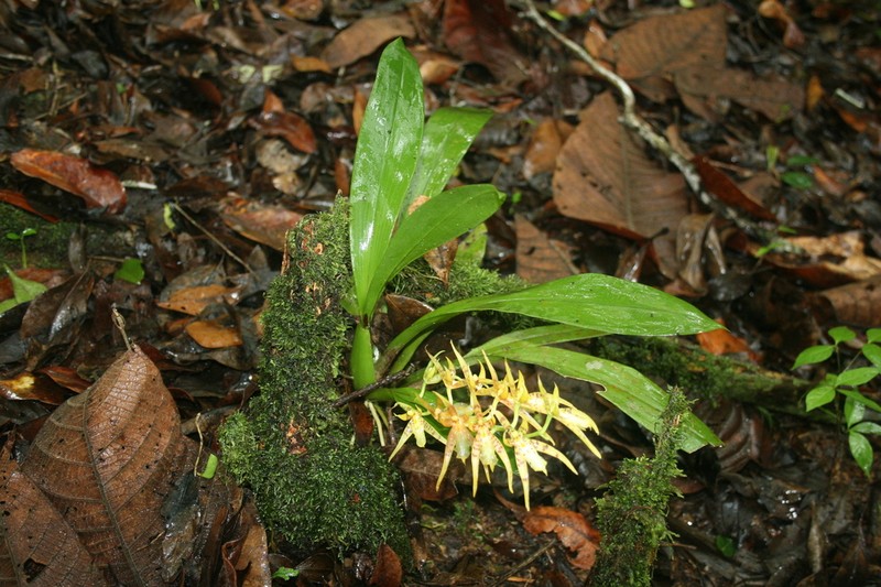 Brassia cochleata photo 3