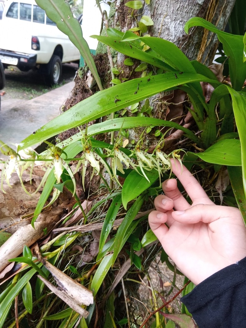 Brassia cochleata photo 5