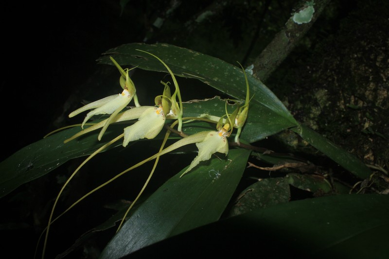 Brassia cochleata photo 6