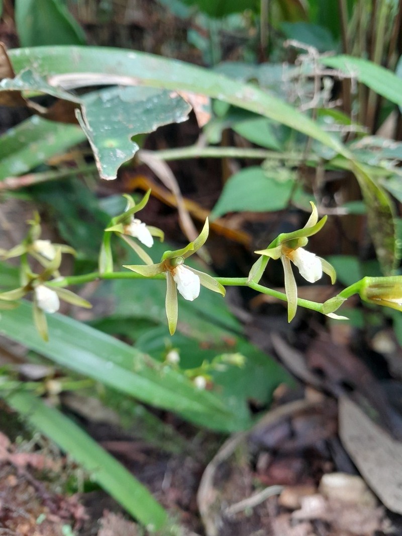 Brassia euodes