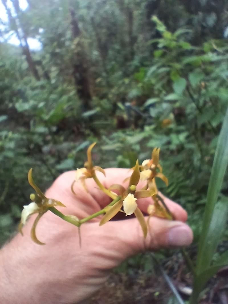 Brassia euodes photo 2