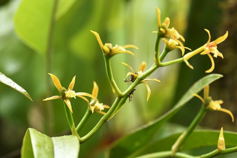 Brassia euodes photo 3