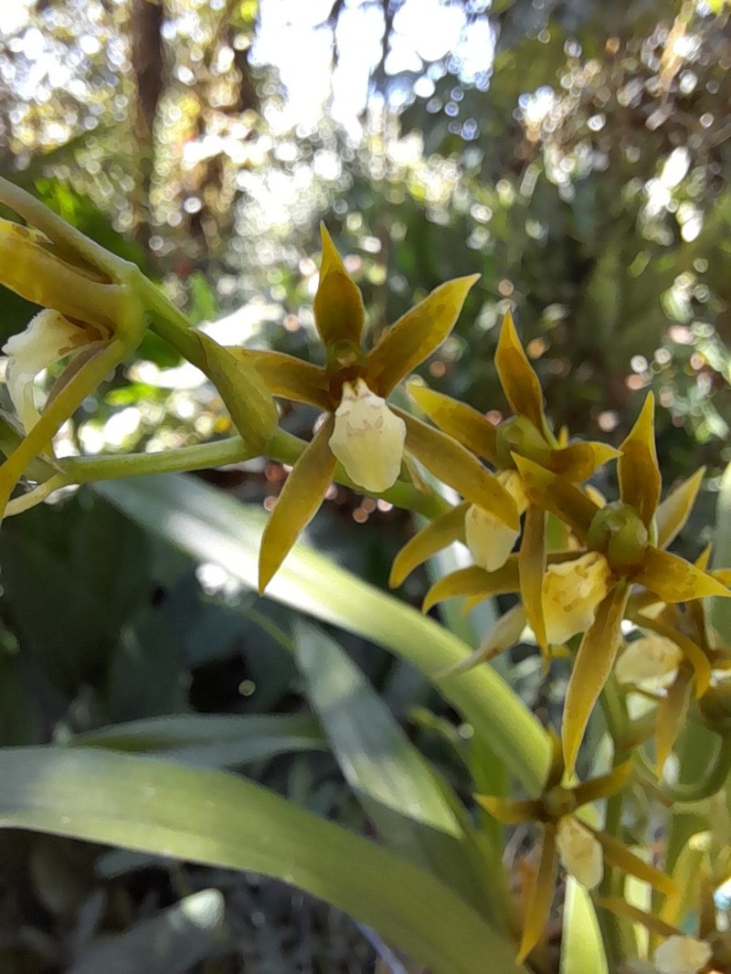 Brassia euodes photo 4