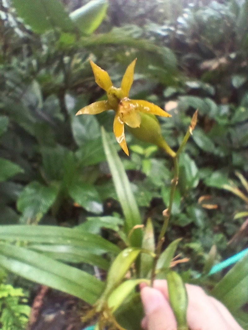 Brassia euodes photo 5