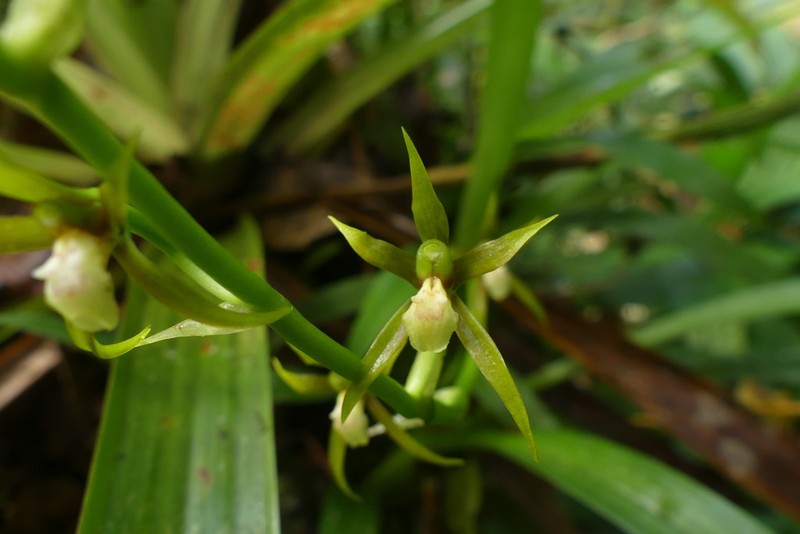 Brassia euodes photo 6