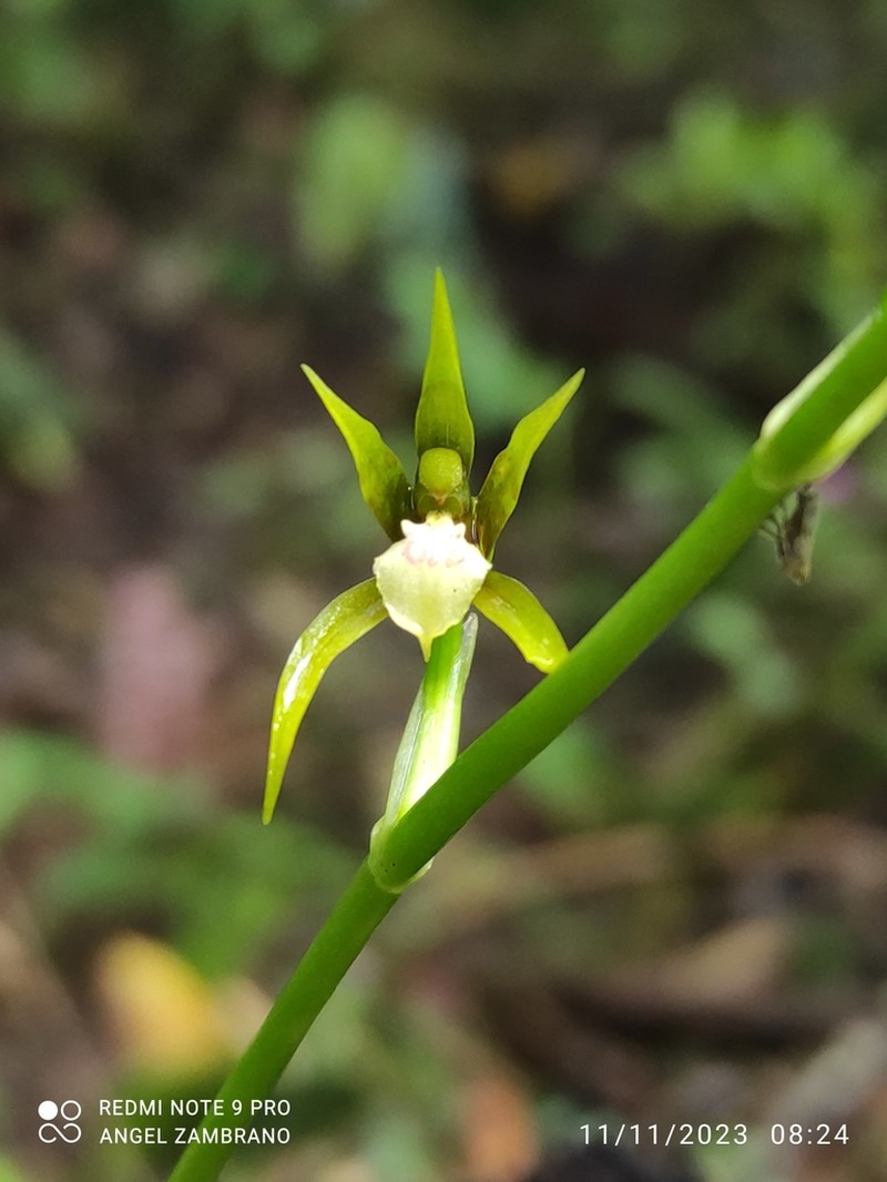 Brassia euodes photo 7