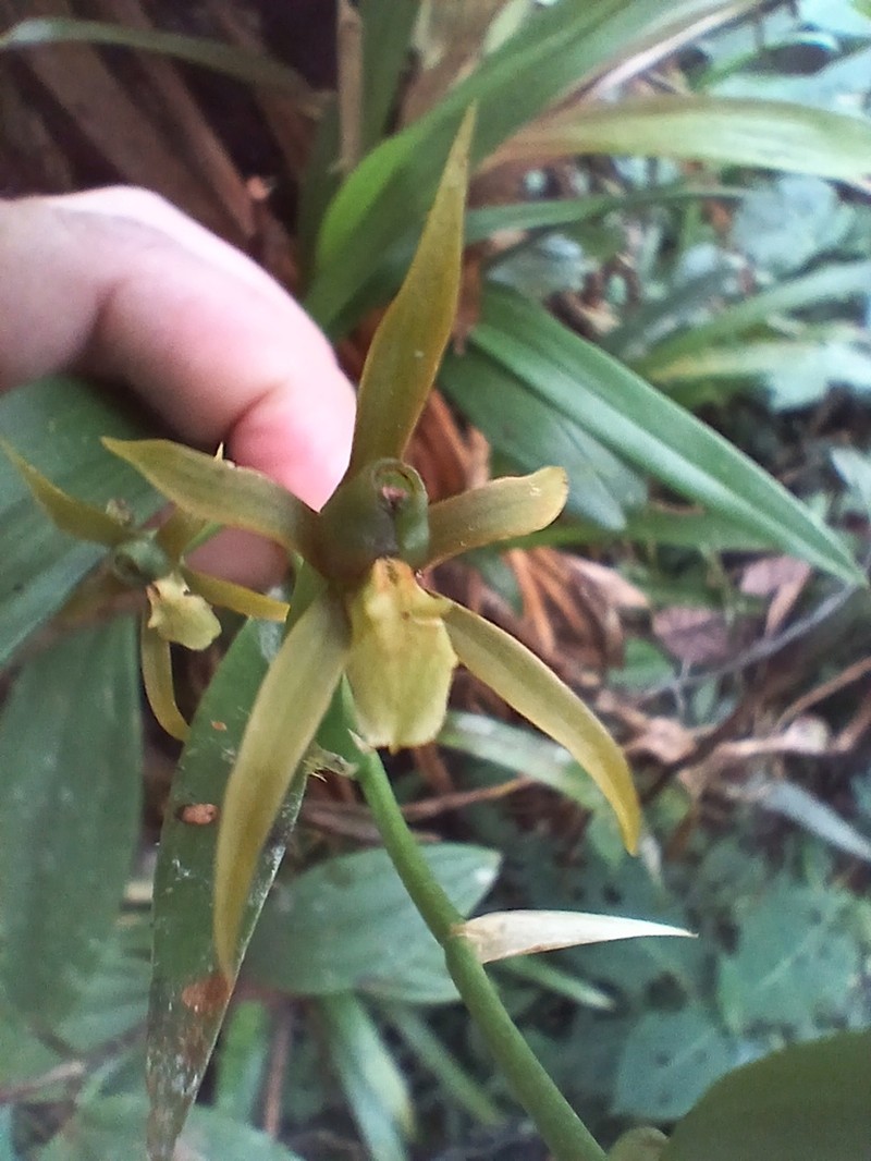 Brassia euodes photo 8