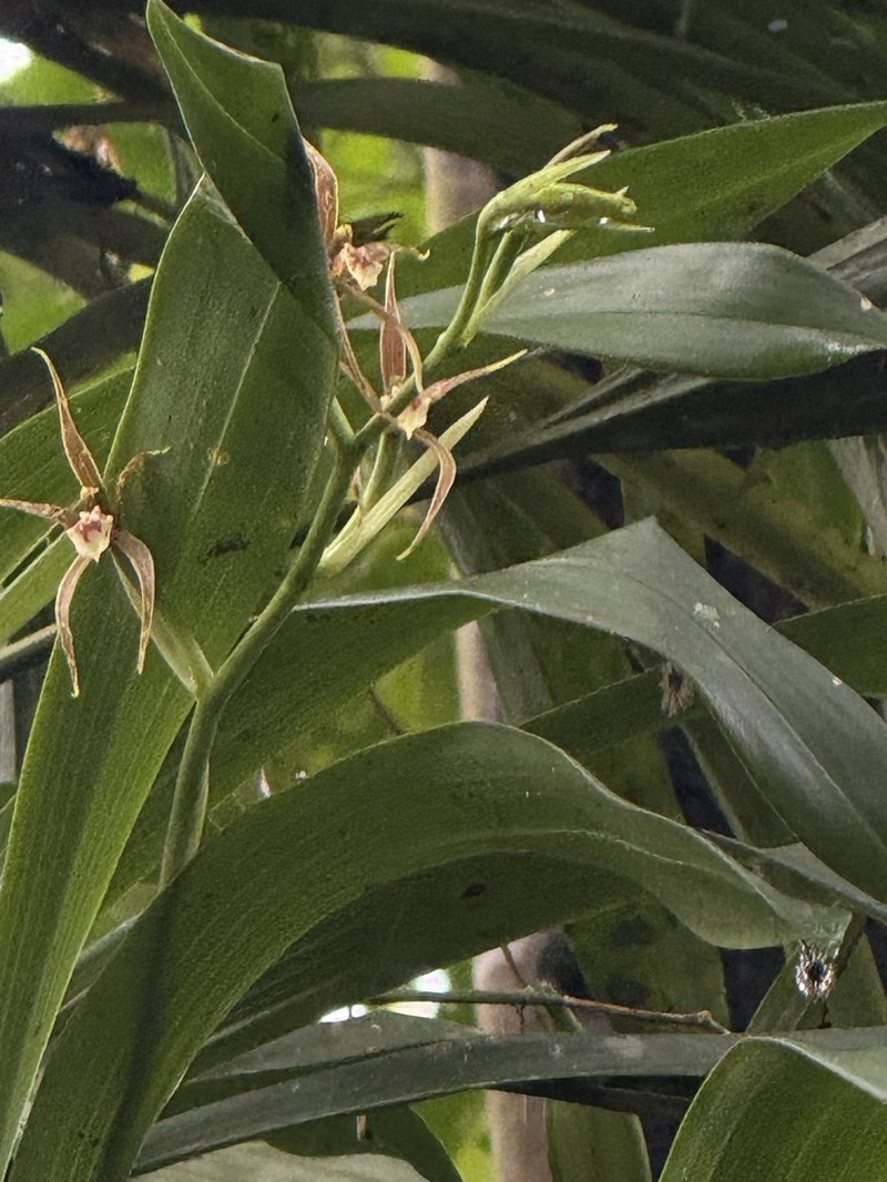 Brassia glumacea