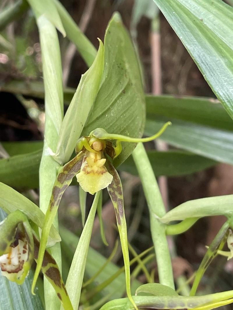 Brassia glumacea photo 2