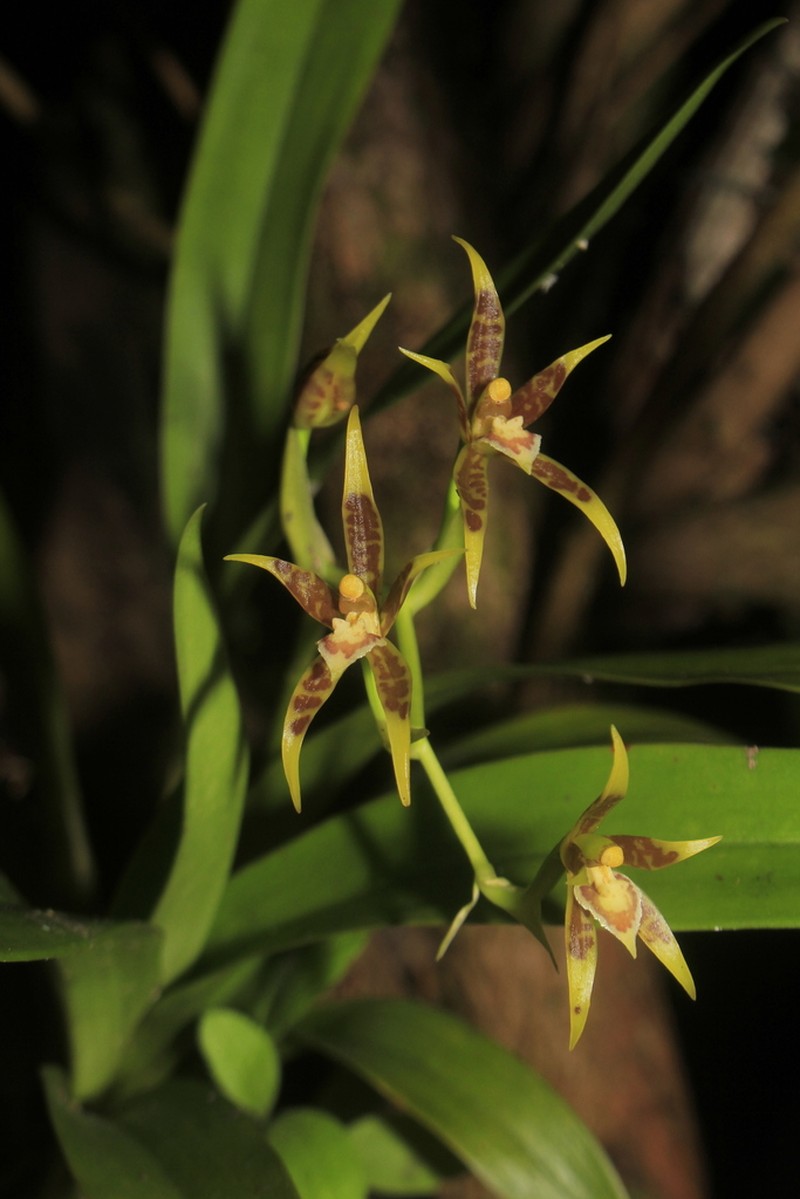 Brassia glumacea photo 3