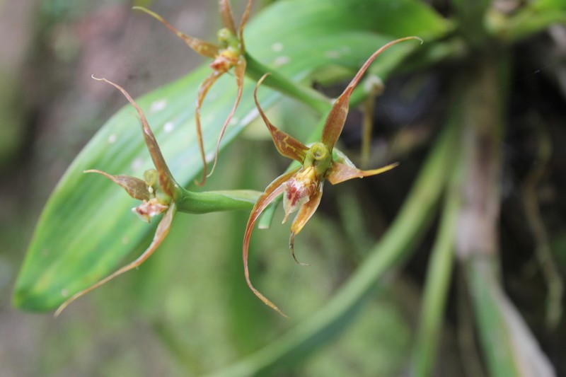 Brassia glumacea photo 4