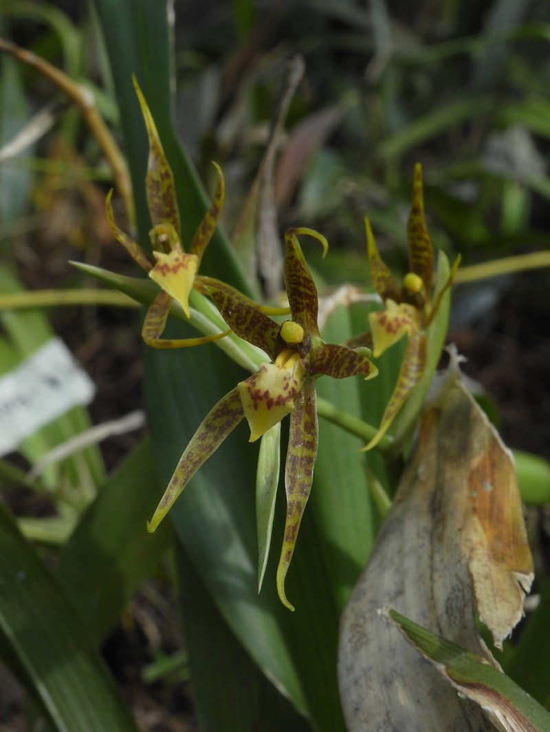 Brassia glumacea photo 5