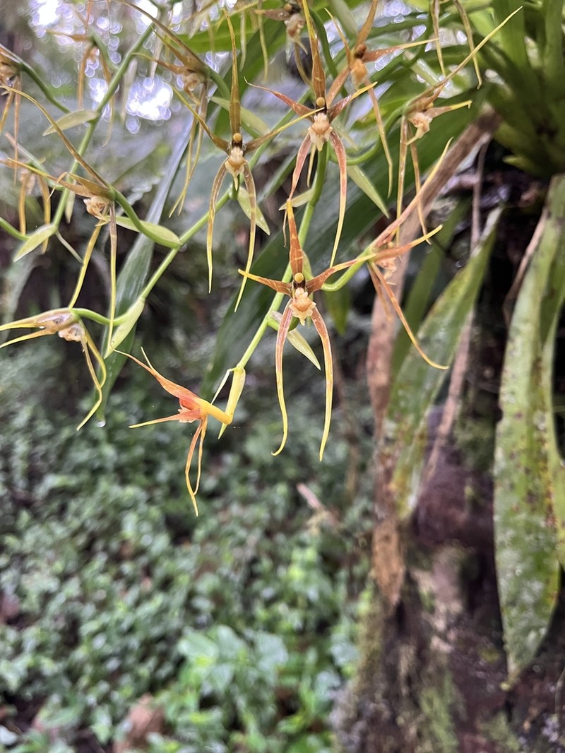 Brassia glumacea photo 6