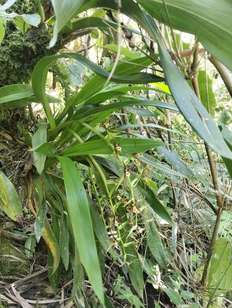 Brassia glumacea photo 7