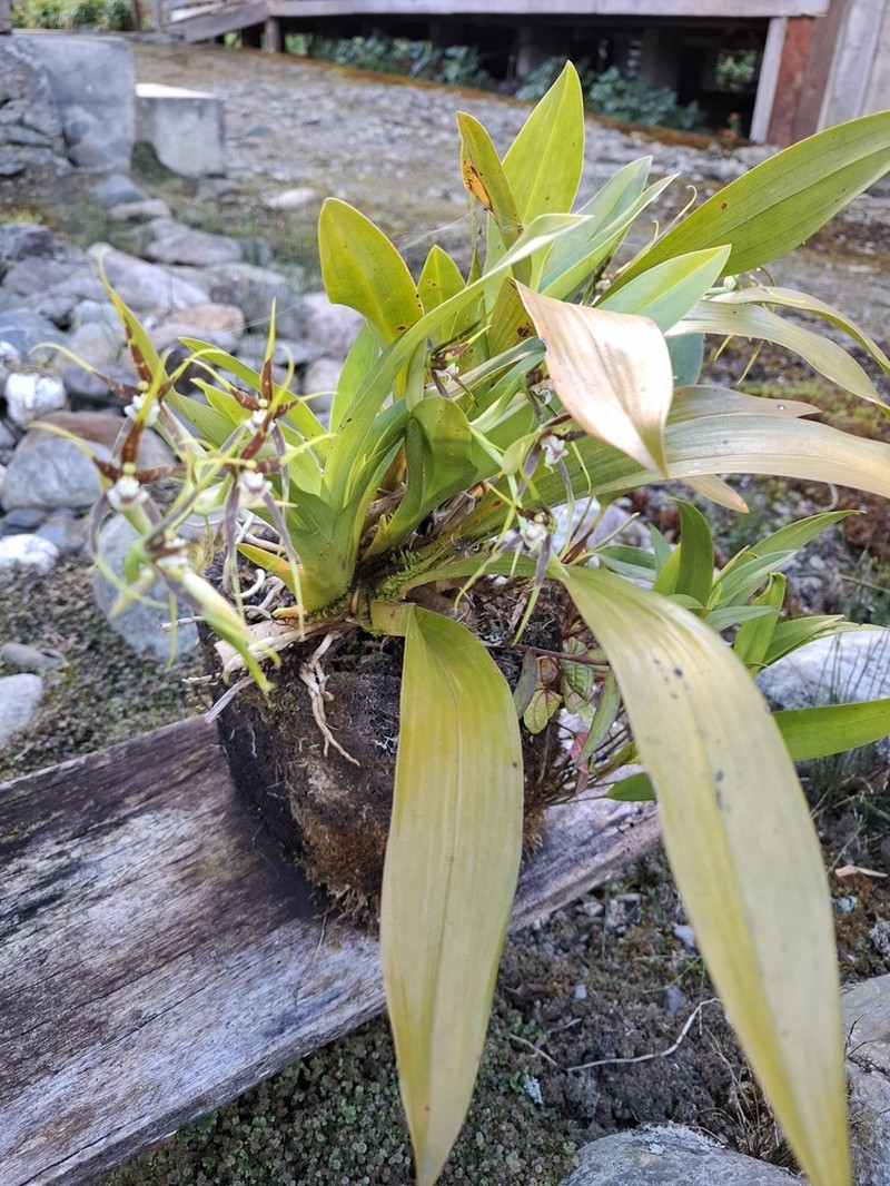 Brassia glumacea photo 8