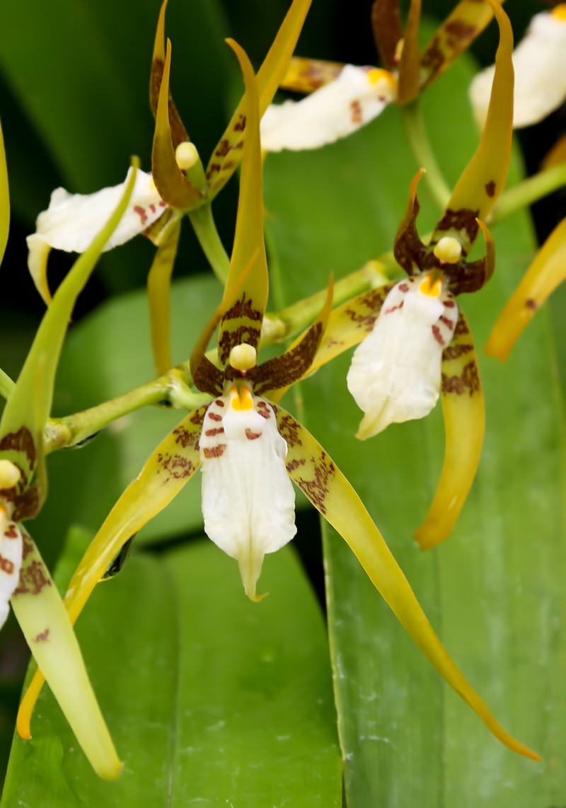 Brassia jipijapensis