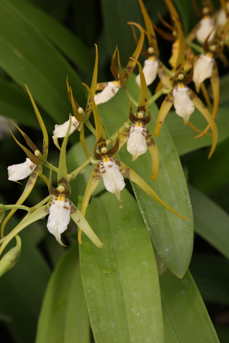 Brassia jipijapensis photo 3