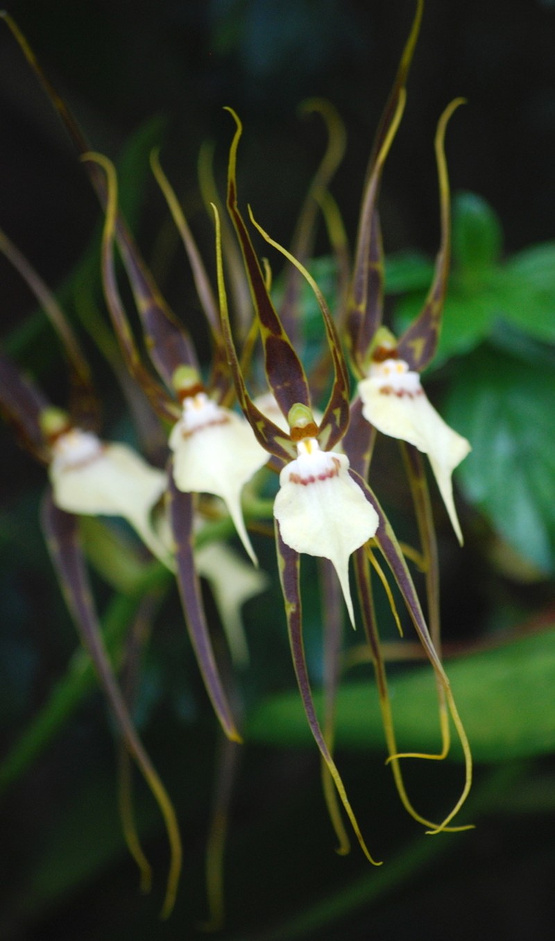 Brassia keiliana photo 2