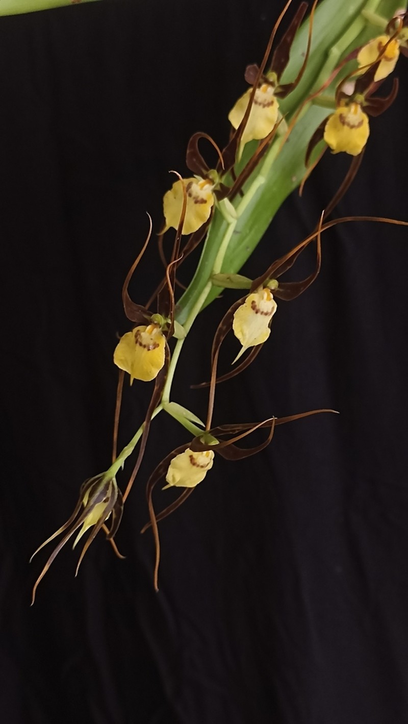 Brassia keiliana photo 3