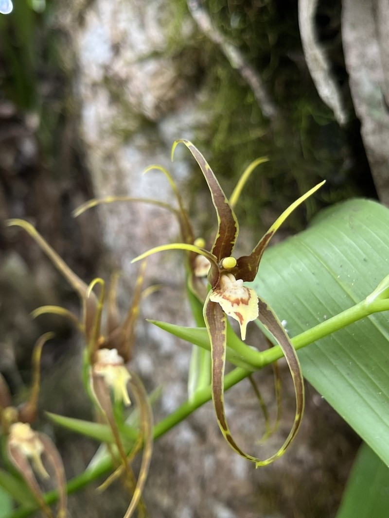 Brassia keiliana photo 4