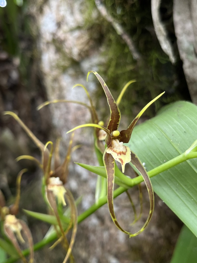 Brassia keiliana photo 6