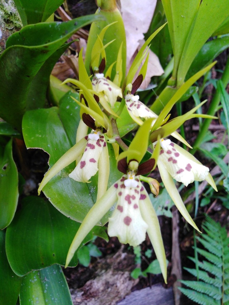 Brassia koehlerorum