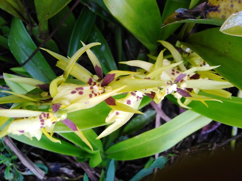 Brassia koehlerorum photo 2