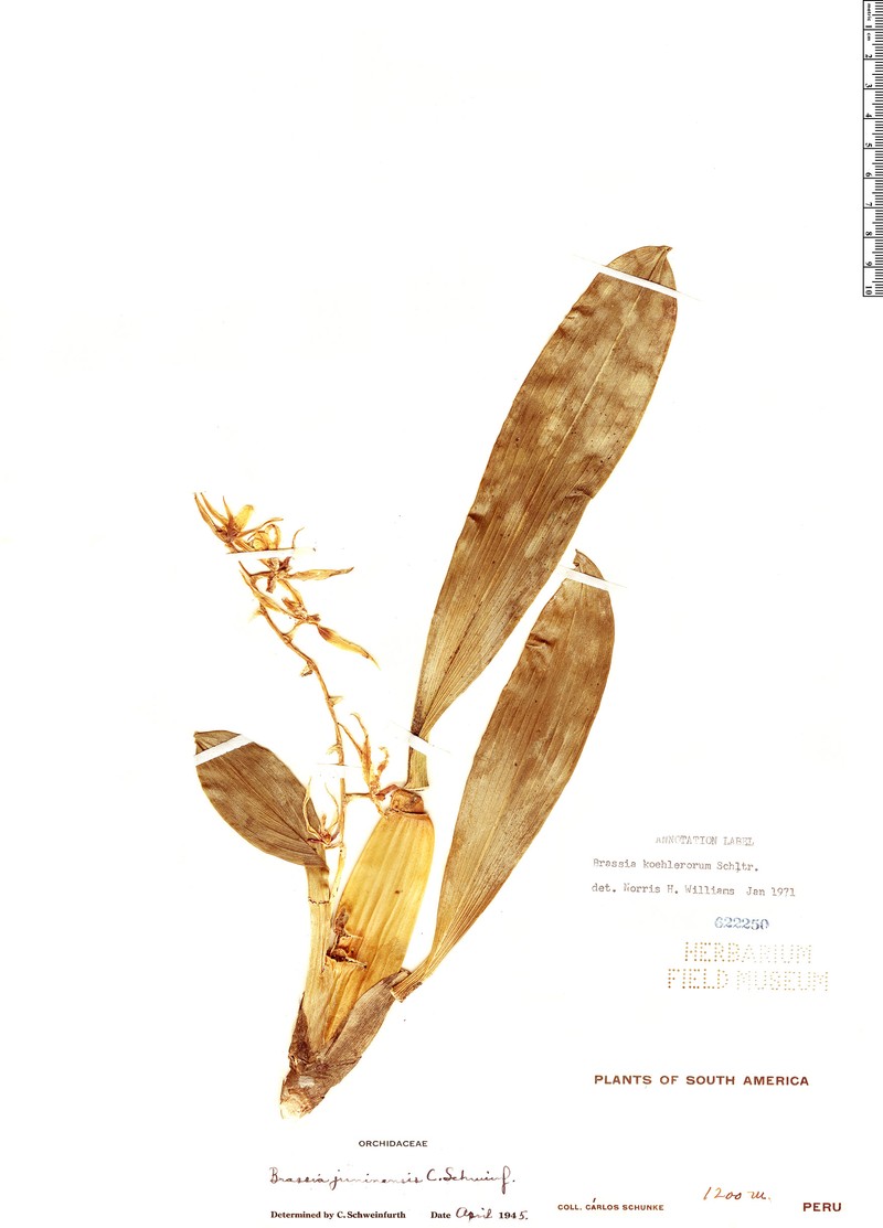 Brassia koehlerorum photo 3