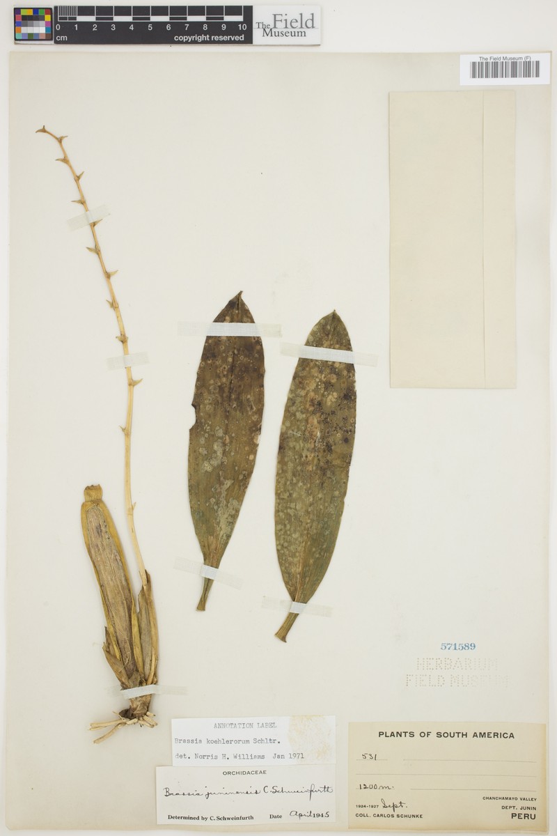 Brassia koehlerorum photo 5
