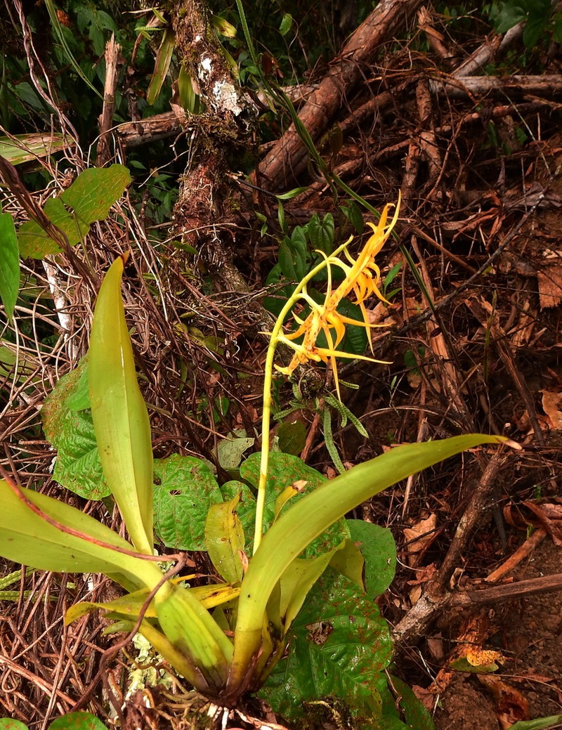 Brassia lanceana photo 2