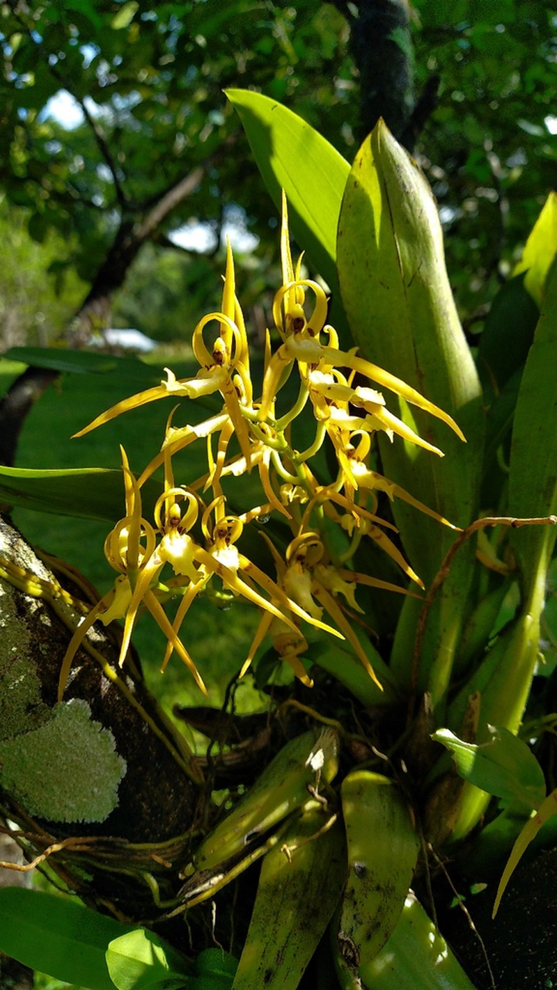 Brassia lanceana photo 3
