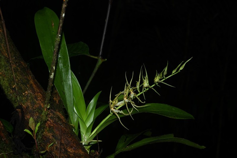 Brassia lanceana photo 4
