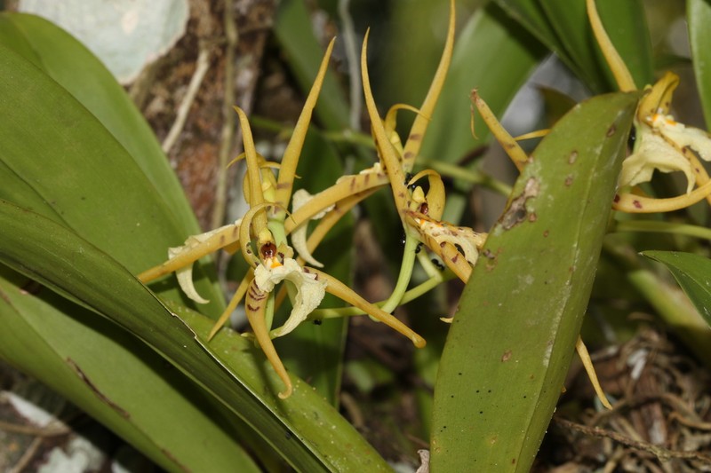 Brassia lanceana photo 5