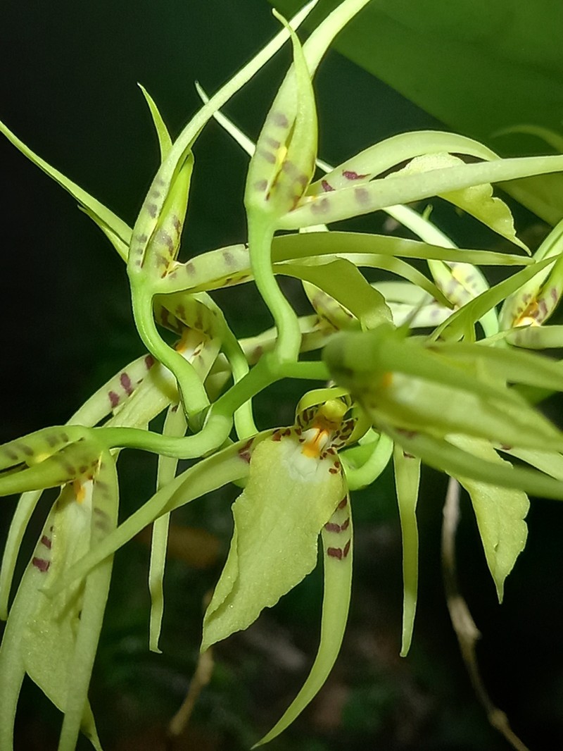 Brassia lanceana photo 6