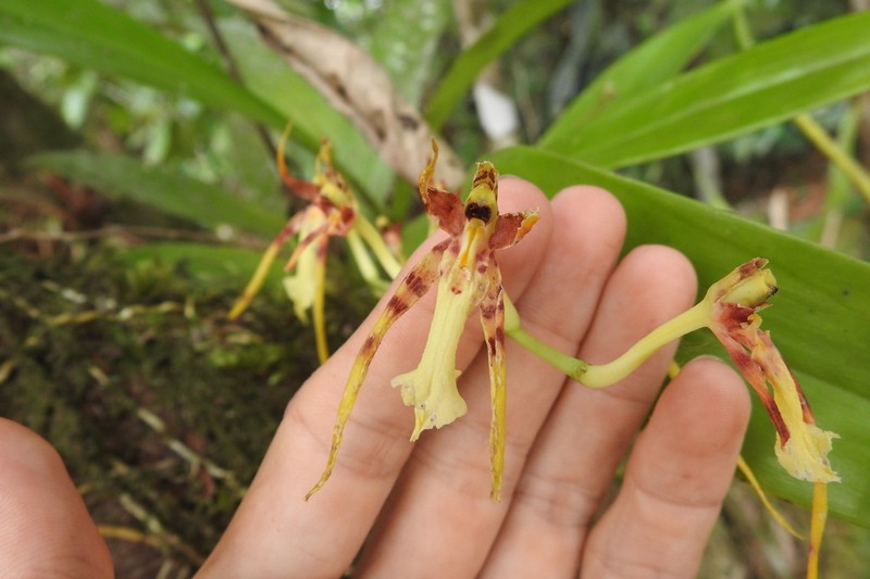 Brassia lanceana photo 7