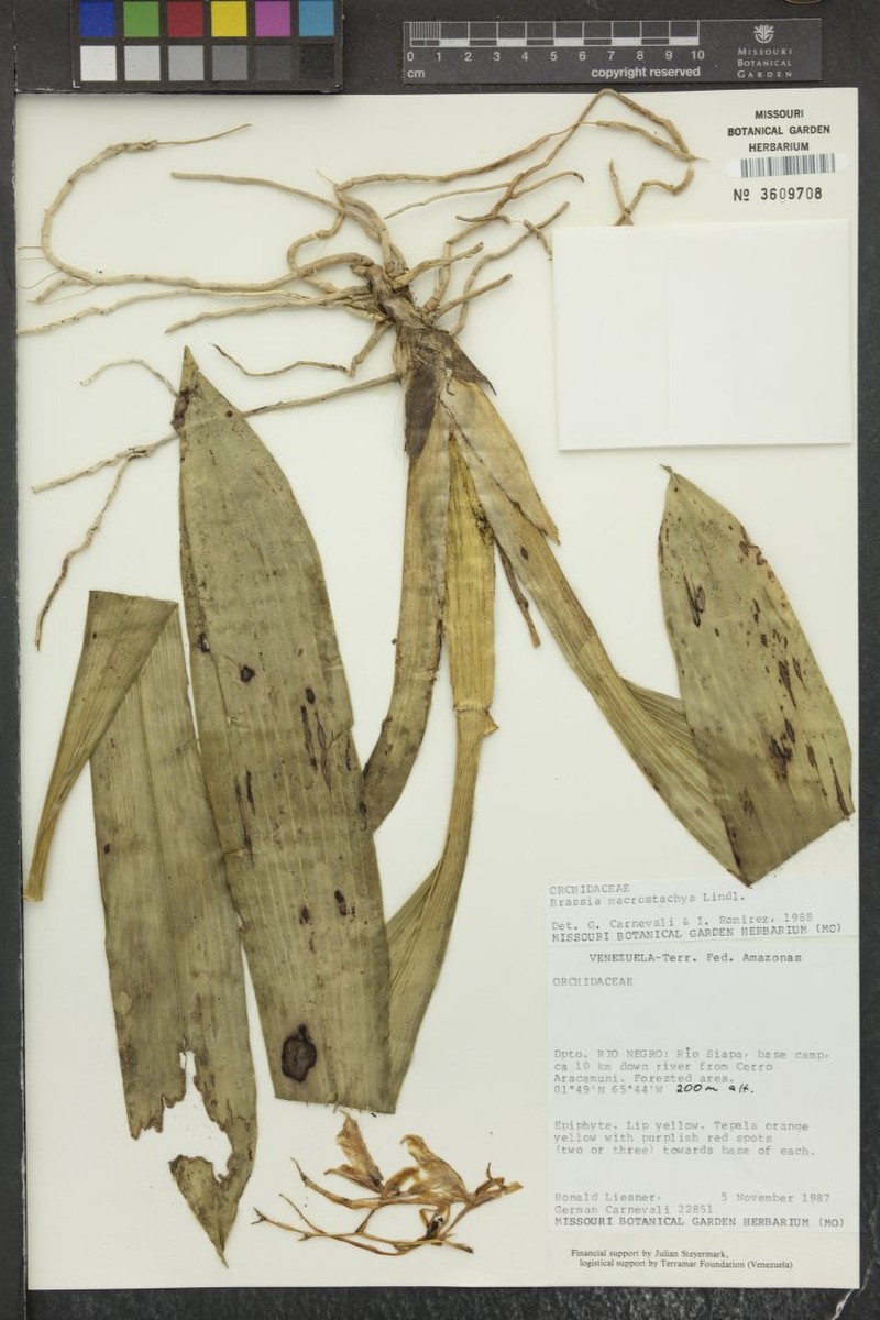 Brassia macrostachya photo 2