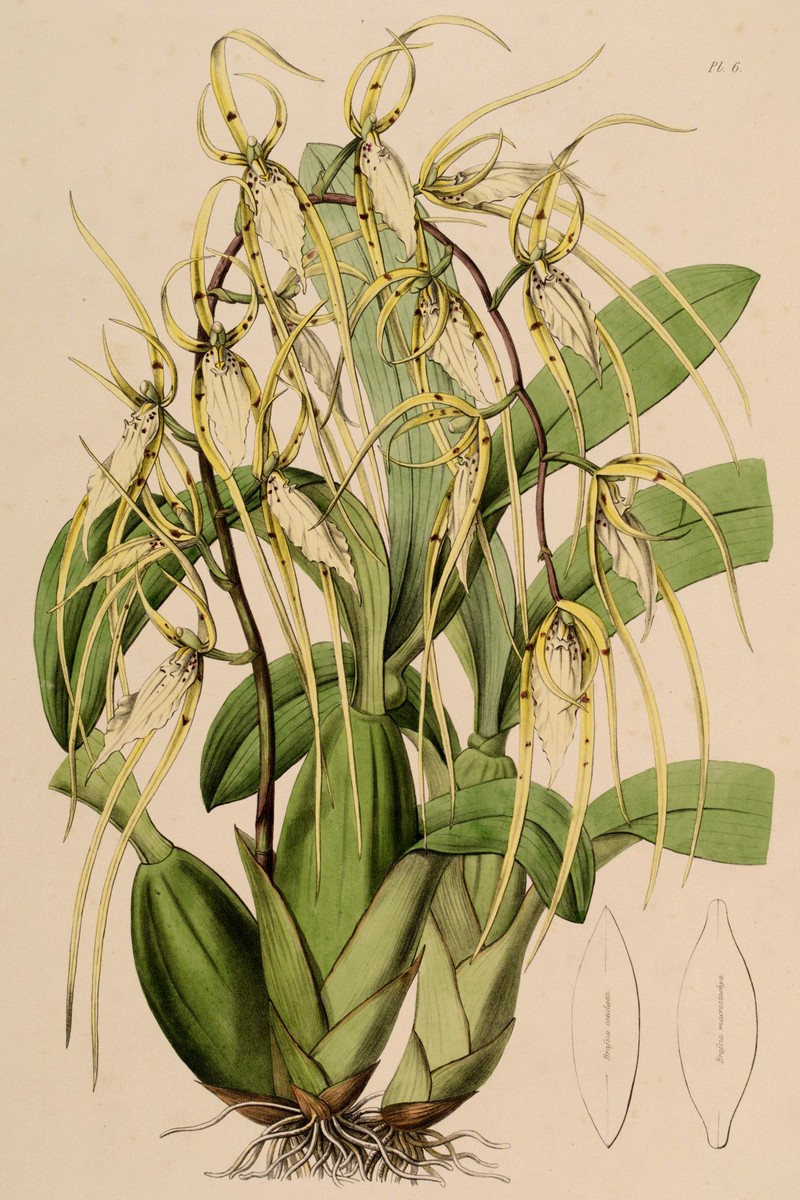 Brassia macrostachya photo 3