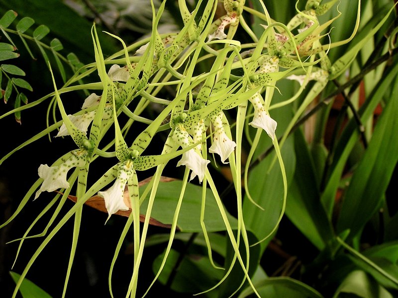 Brassia maculata
