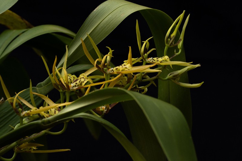 Brassia neglecta