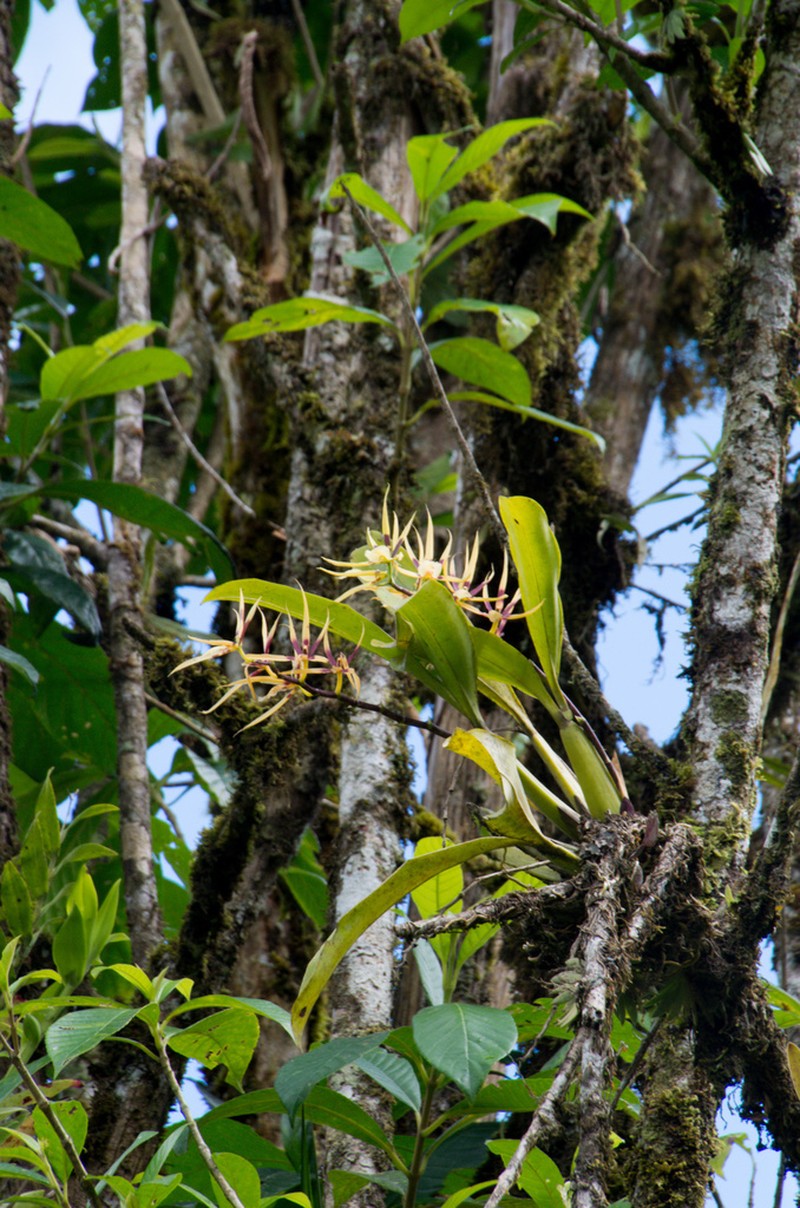 Brassia neglecta photo 2
