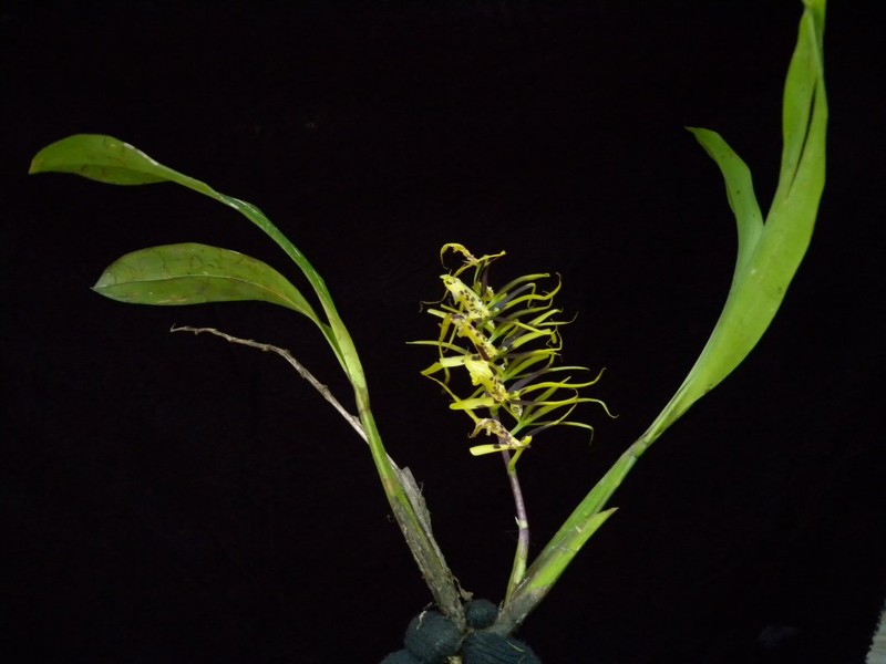 Brassia neglecta photo 4