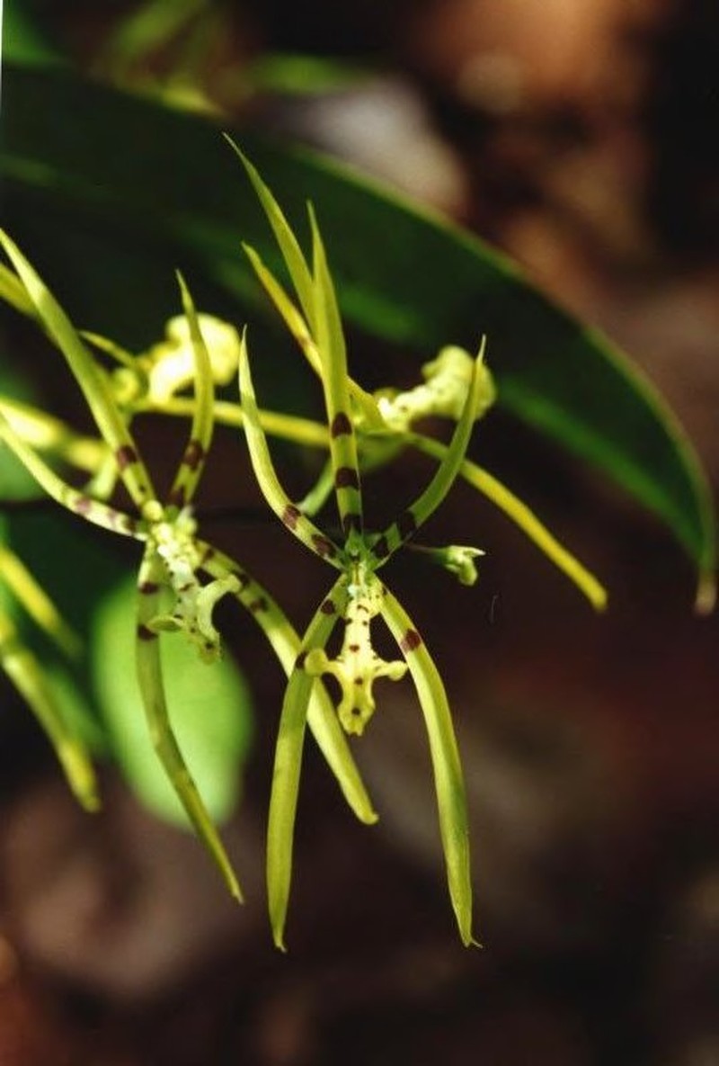 Brassia neglecta photo 5